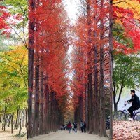 [KOREA] NAMI ISLAND (NAMISEOM 남�?�섬 종합휴양지) - Travel Guide