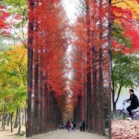 [KOREA] NAMI ISLAND (NAMISEOM 남이섬 종합휴양지) - Travel Guide